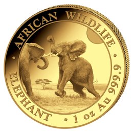 1 oz Słoń Somalijski Złota Moneta | 2024