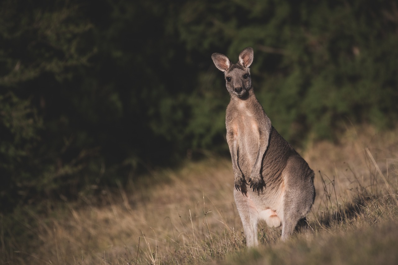 Czy warto kupić monety Australijski Kangur?
